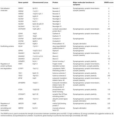 Synaptopathology Involved in Autism Spectrum Disorder